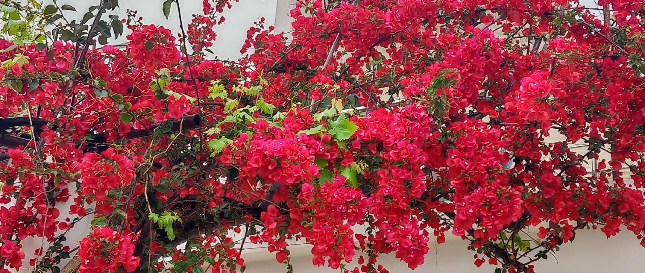 Stamatias Home, Fully Equipped Cottage 5 Minutes From The Sea Chania  Eksteriør billede